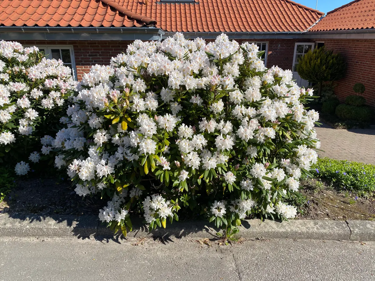 Billede 1 - Rhododendron 