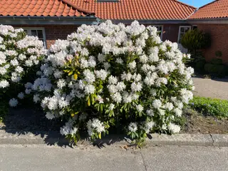 Rhododendron