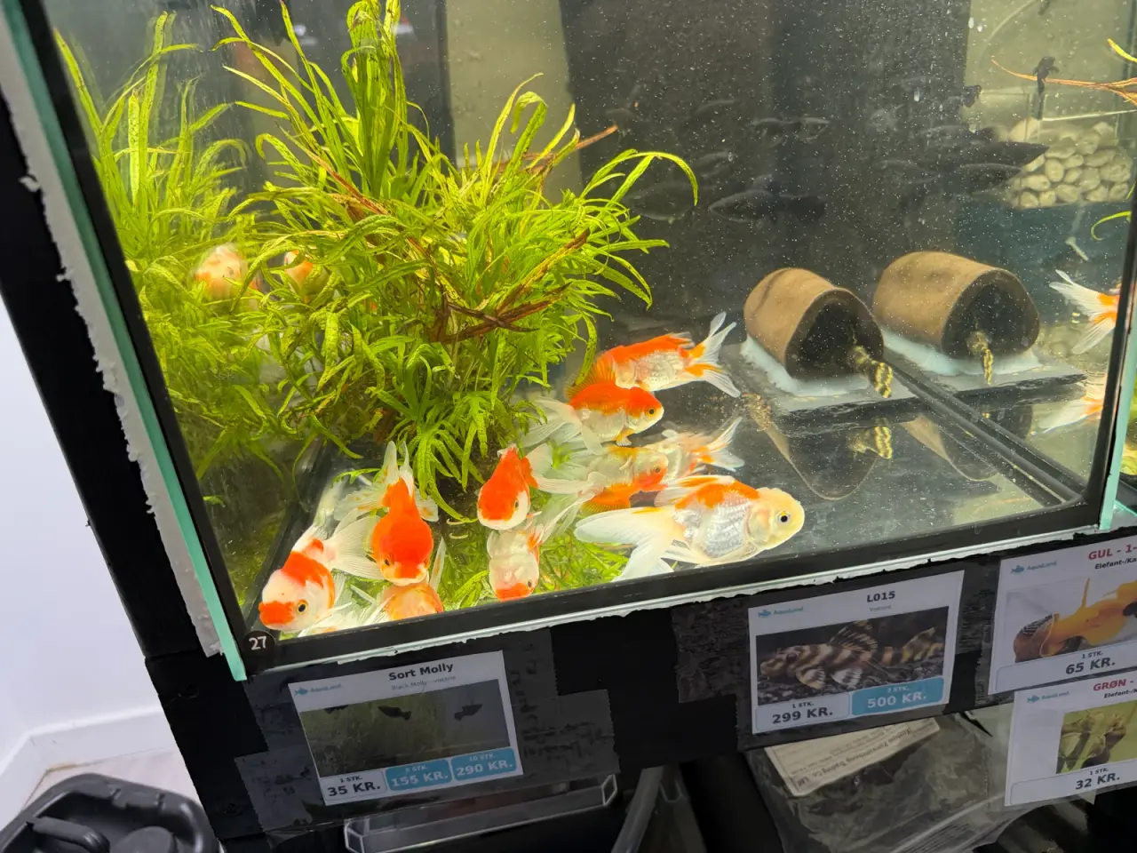 Billede 6 - Oranda Guldfisk Assorteret – Carassius auratus