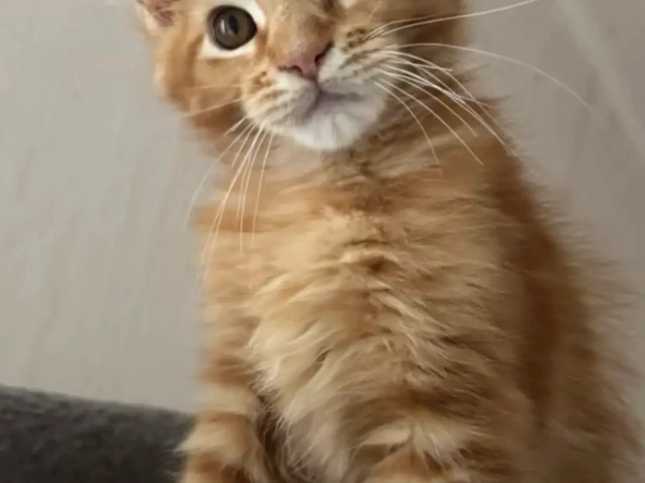 Billede 6 - Maine Coon hankilling
