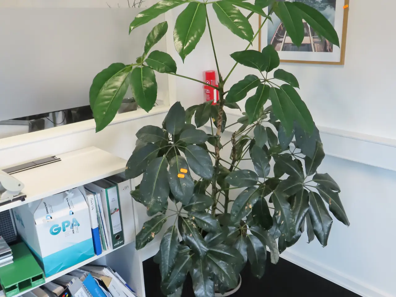 Billede 1 - Plante I krukke