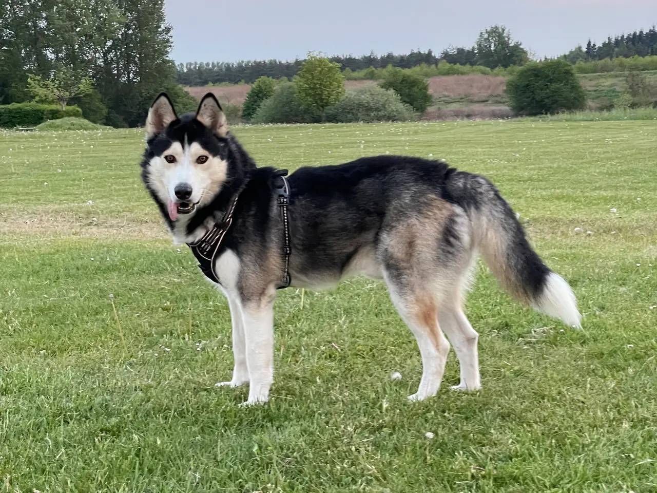 Billede 6 - Hund – Pablo – 6-årig Siberian Husky søger sit sid
