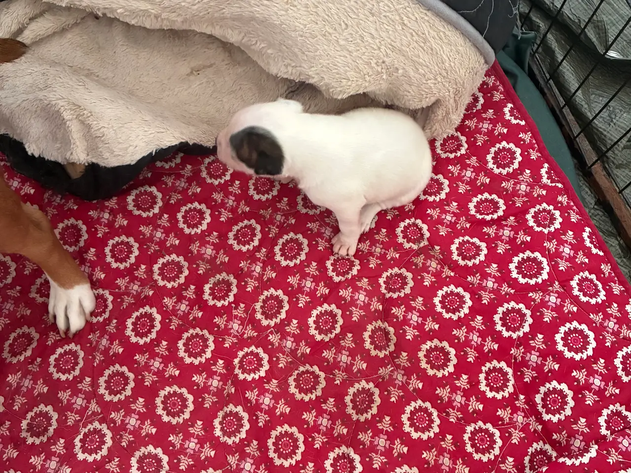 Billede 1 - Engelsk staffoird terrier hvalpe