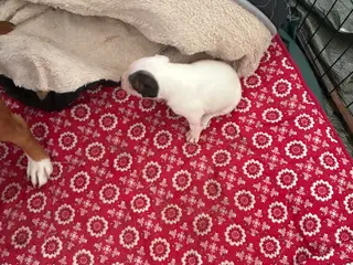 Engelsk staffoird terrier hvalpe