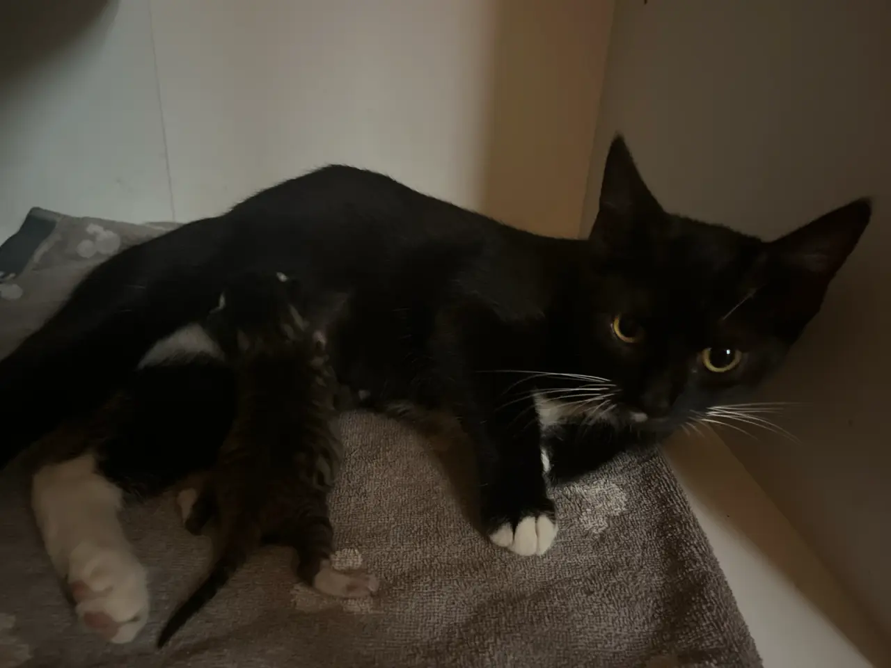 Billede 1 - Katte mor og 1 killing 