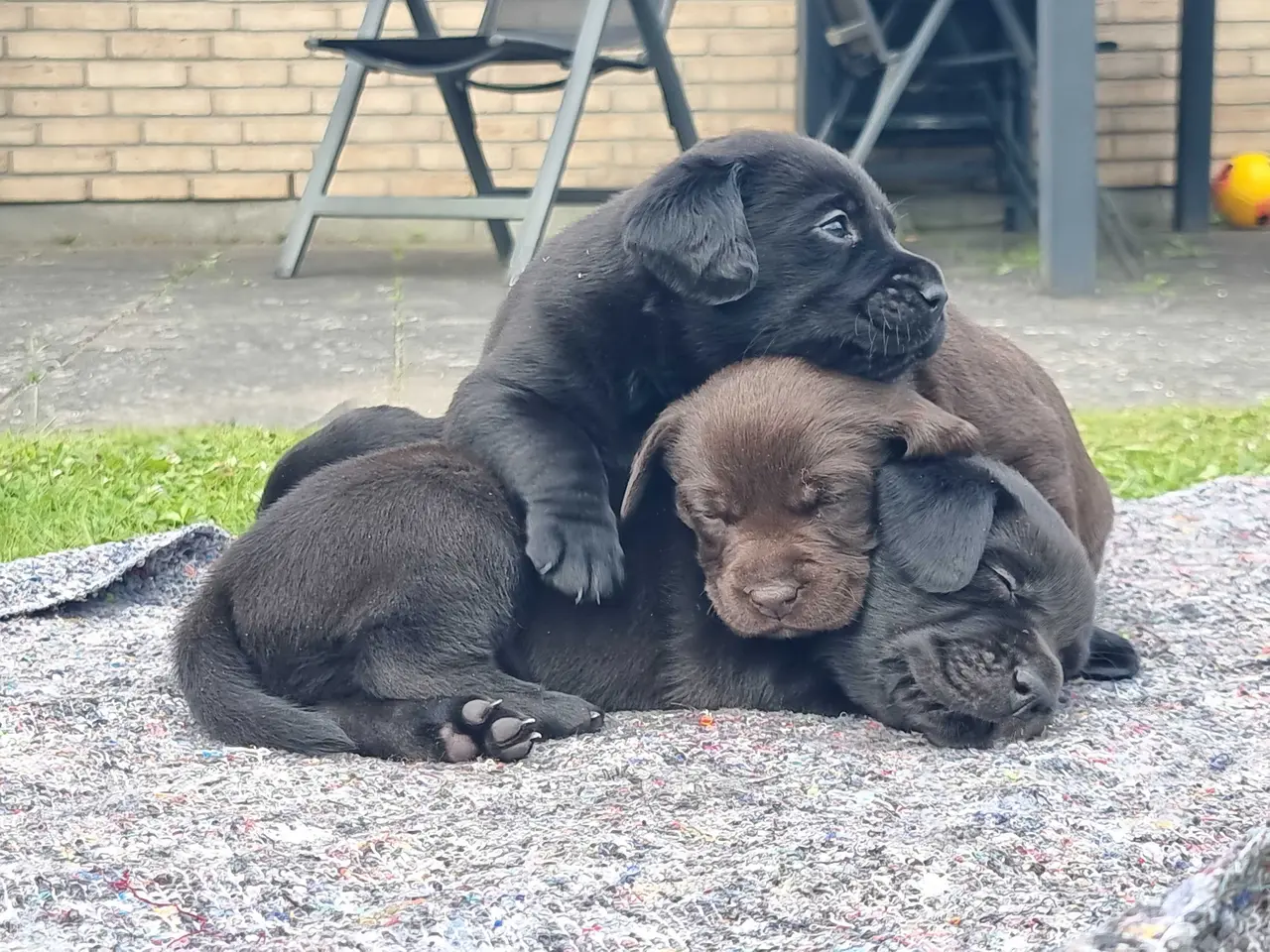 Billede 9 - Labradorhvalp han sælges til den rigtige familie