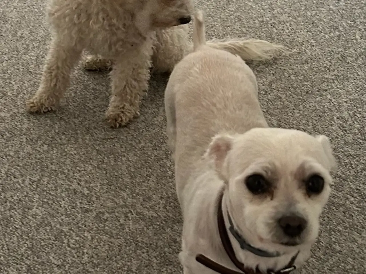 Billede 18 - Maltipoo hvalpe 