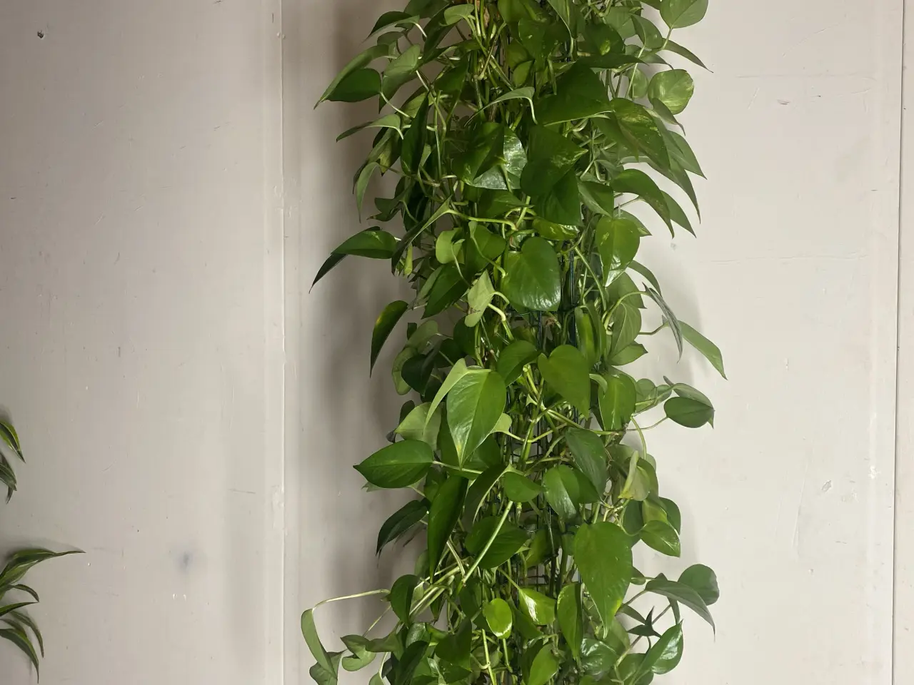 Billede 6 - Genbrugs Planter