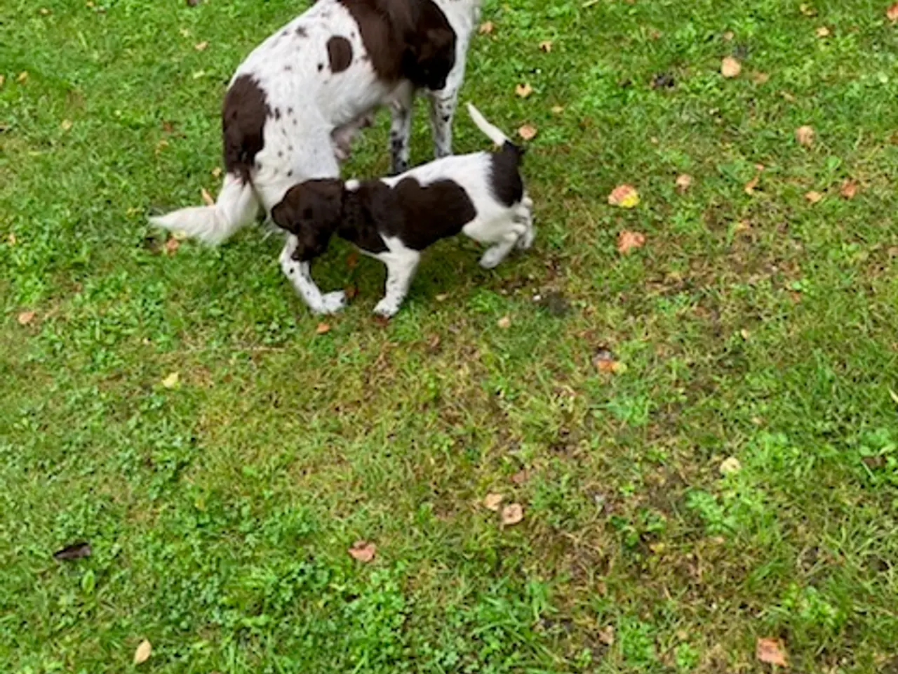 Billede 2 - Kleine Münsterländer hvalpe 7 uger