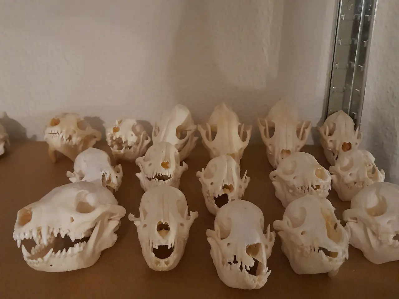 Billede 1 - Mårhunde kranier