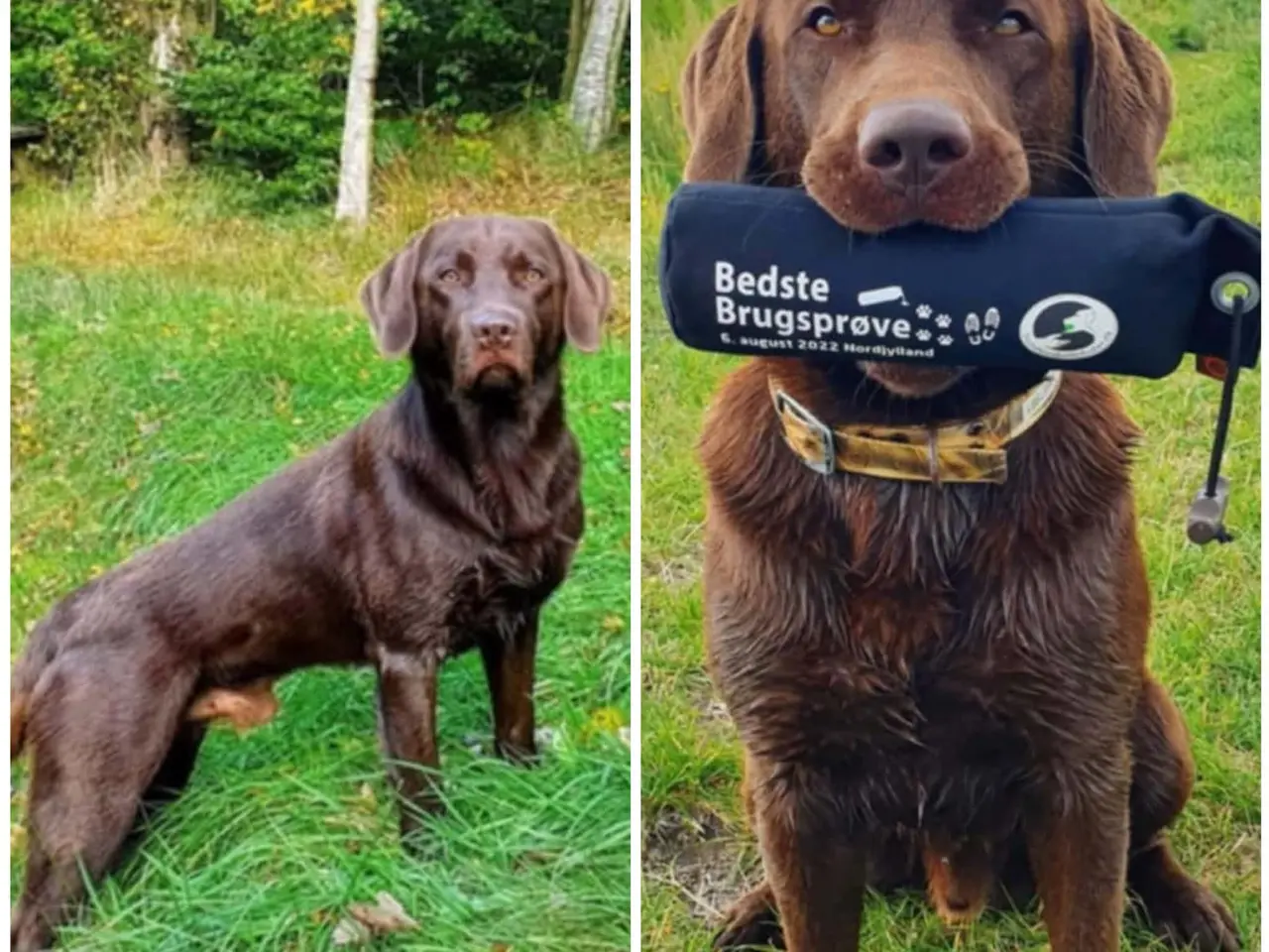 Billede 9 - ægte brune Labrador hvalpe sælges