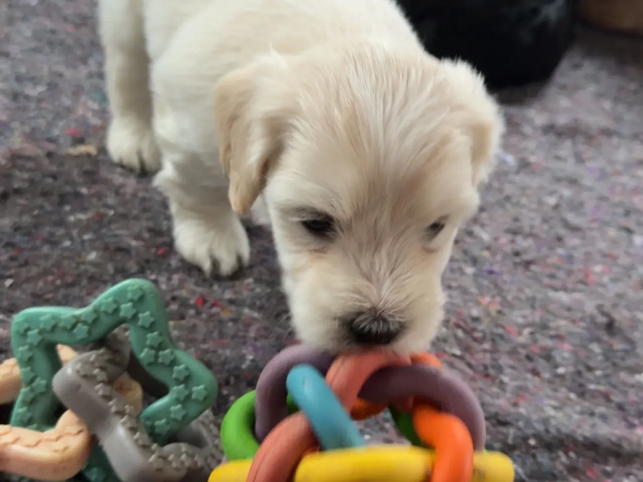 Billede 4 - Smukke bichon havanais hvalpe