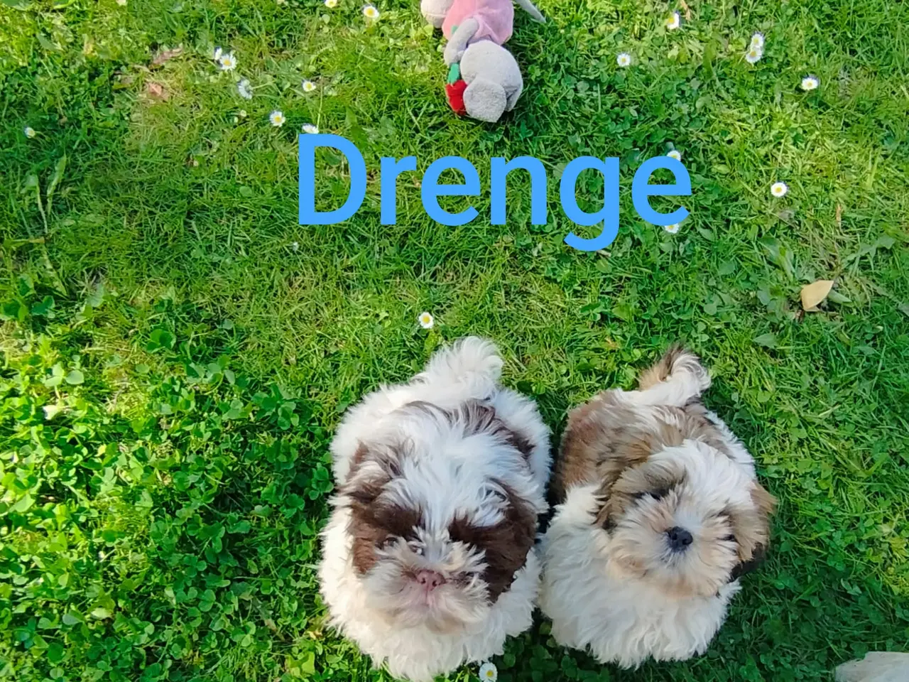 Billede 2 - Flotte Shih-tzu hvalpe