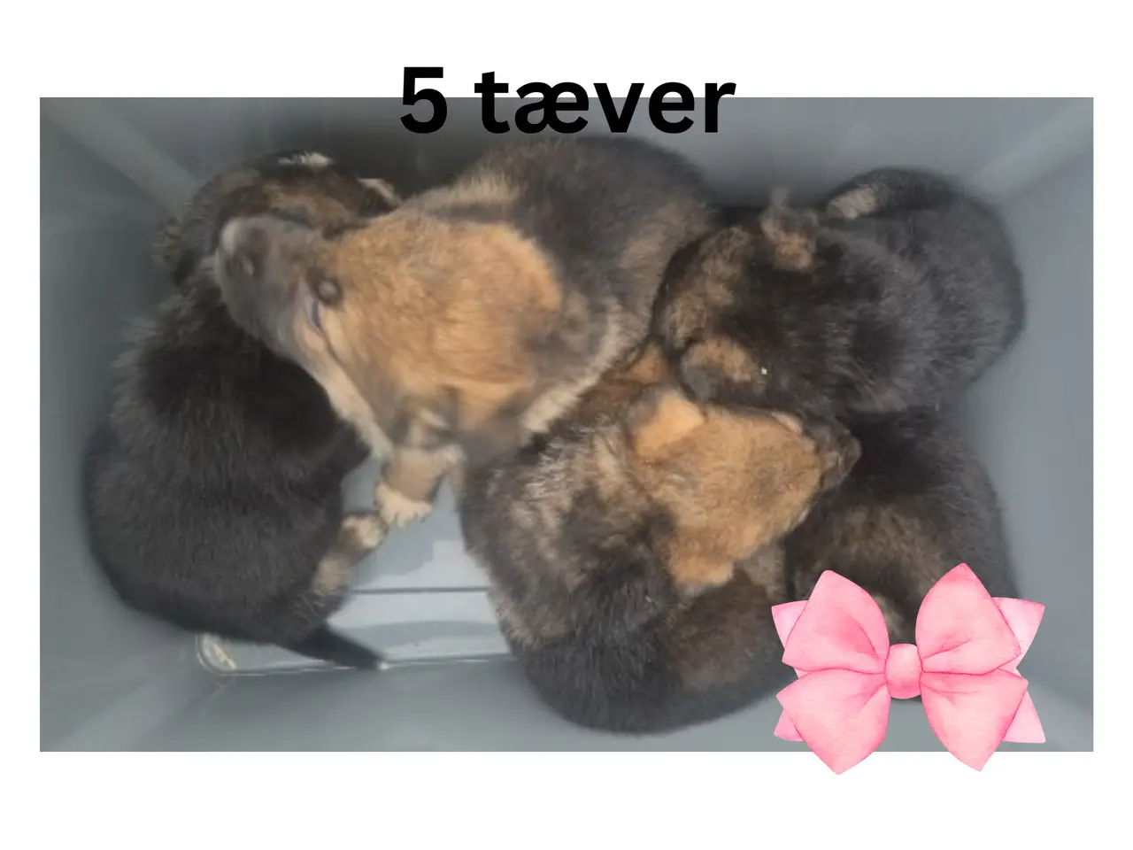 Billede 7 - 🩵🩷 🐶 Smukke Schæfer Blandingshvalpe
