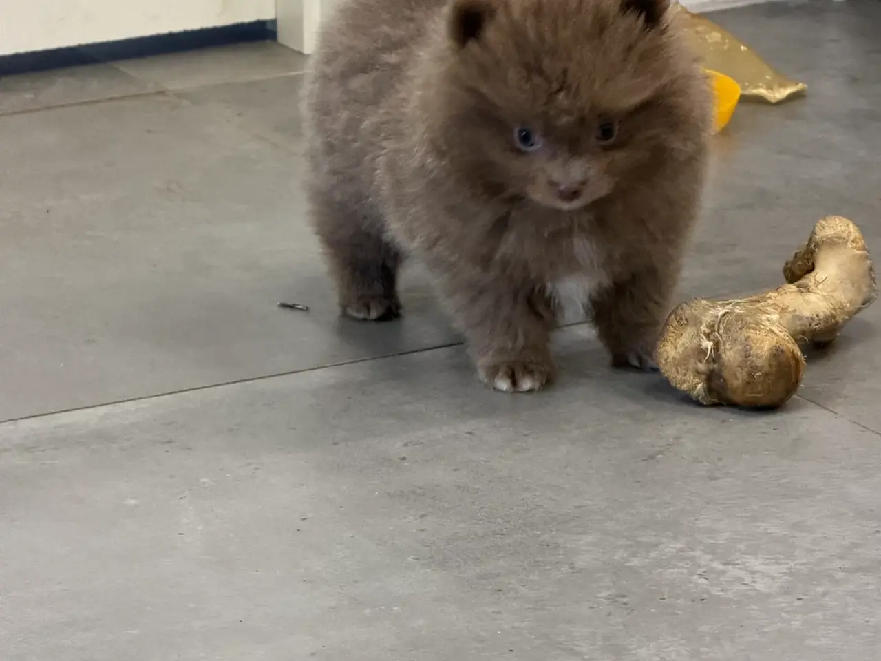 Billede 12 - 🐾💙 3 SMUKKE POMERANIA-DRENGE 💙🐾