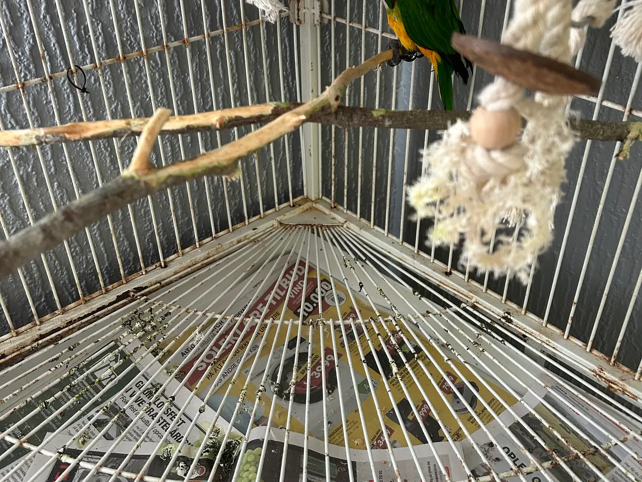 Billede 3 - Sortkappet caique