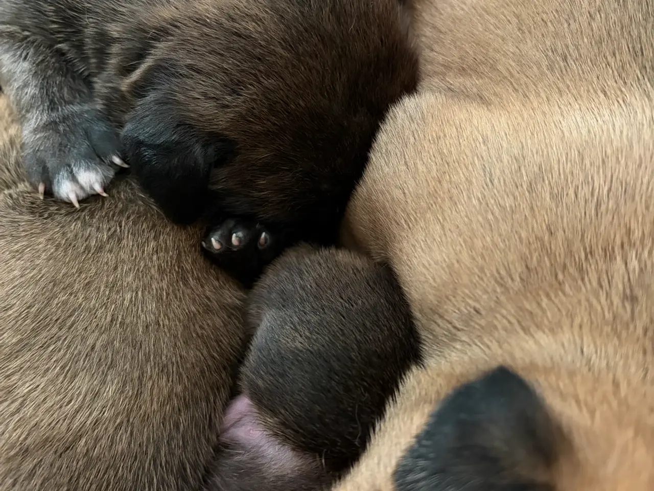 Billede 4 - Bullmastiff hvalpe