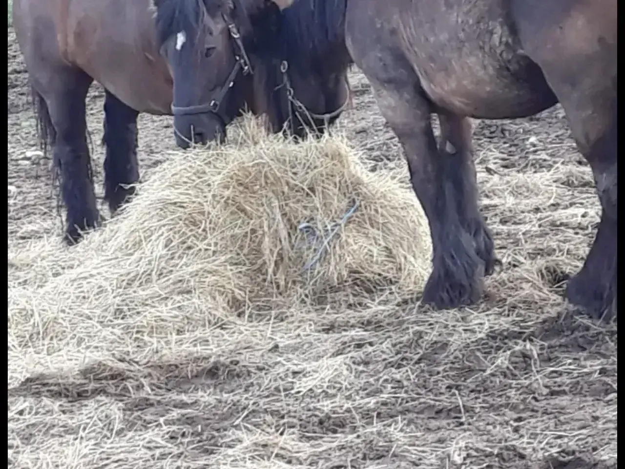 Billede 8 - 2årig Jyskhest hingst sælges