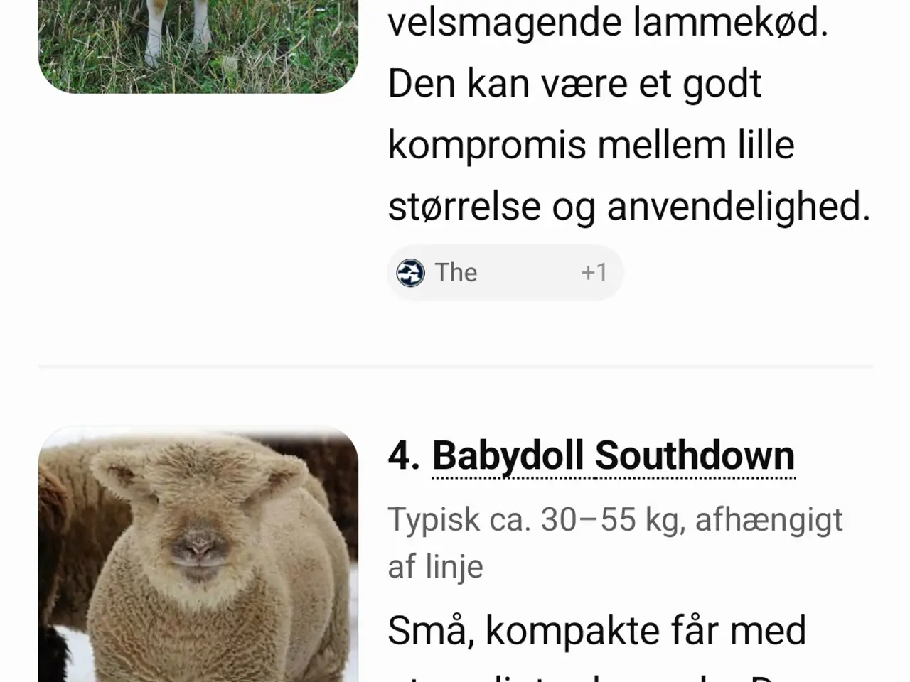 Billede 2 - SØGES - Southdown får - eller ligende