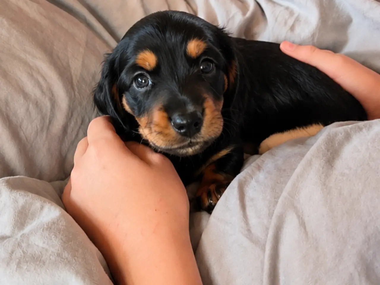 Billede 1 - Miniature gravhundehvalpe 
