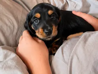 Miniature gravhundehvalpe