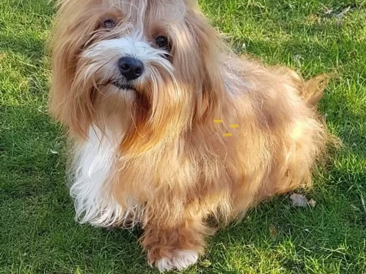 Billede 1 - Bichon Havanaise Han