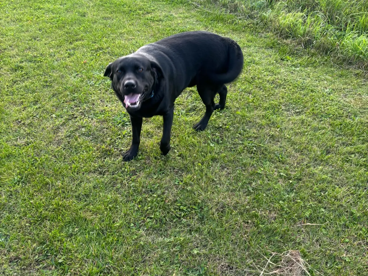 Billede 3 - Super dejlig hanhund
