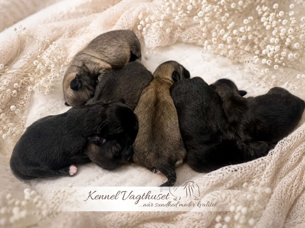 Billede 13 - Tibetansk Spaniel hvalpe
