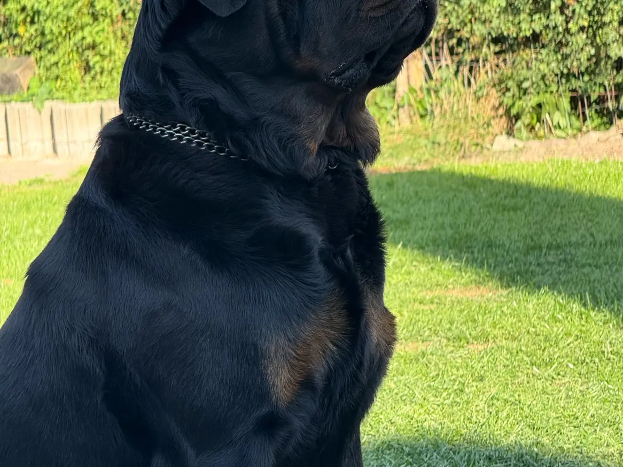 Billede 10 - 7 store rottweiler hvalpe 