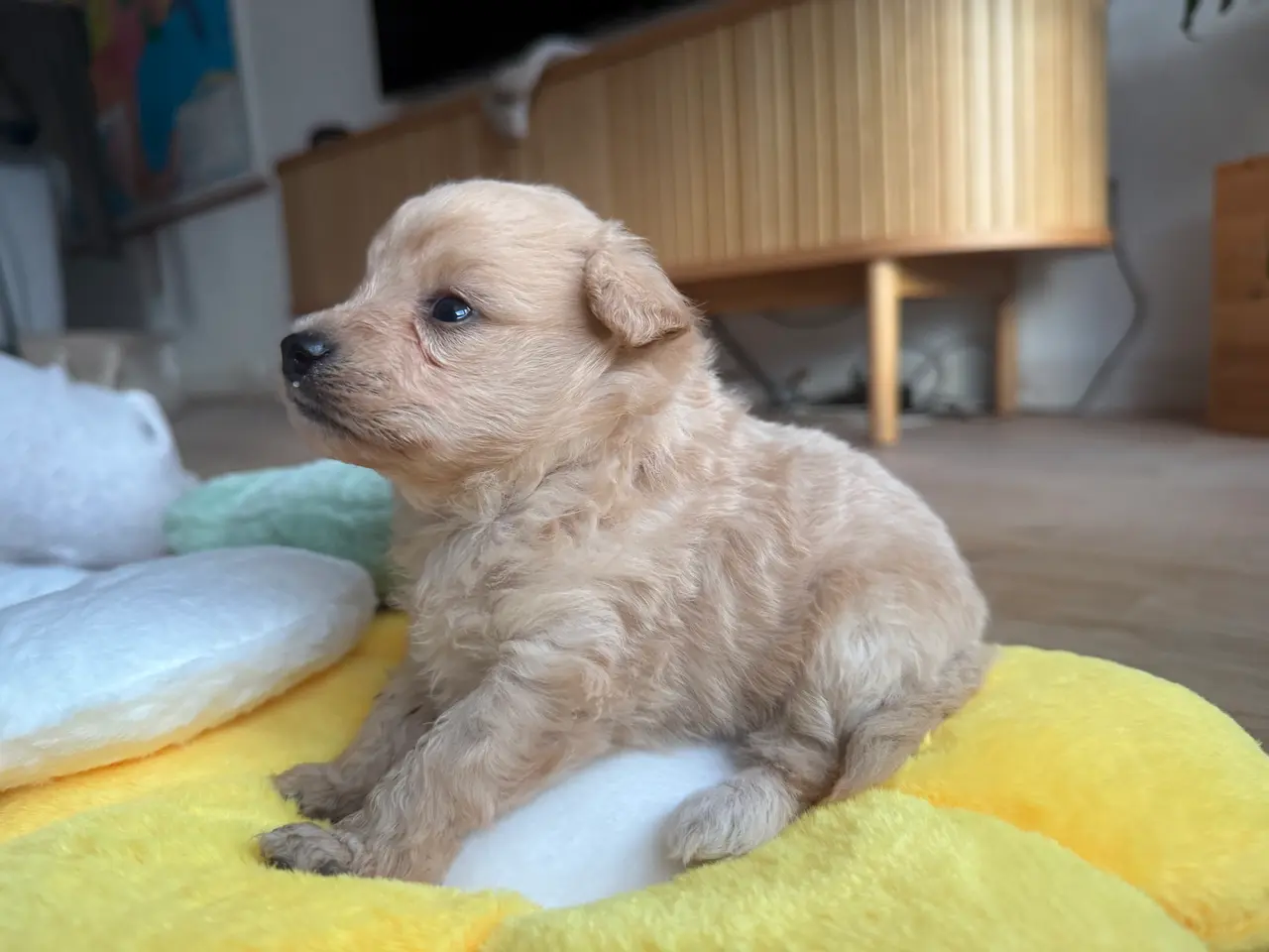 Billede 4 - Pomapoo hvalp ❤️