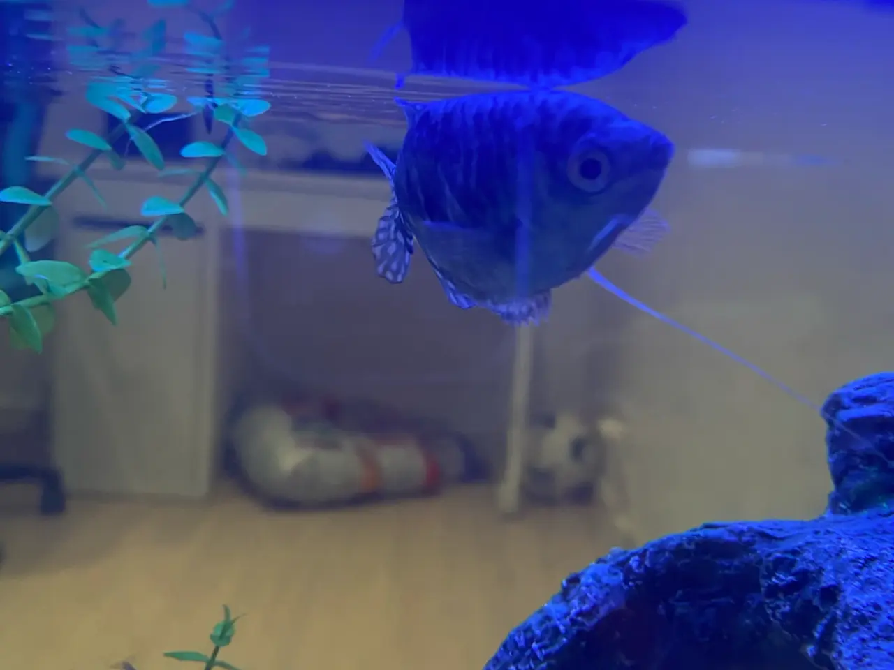 Billede 2 - Akvarie med fisk og tilbehør