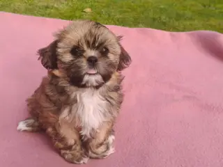Malteser / Shih Tzu