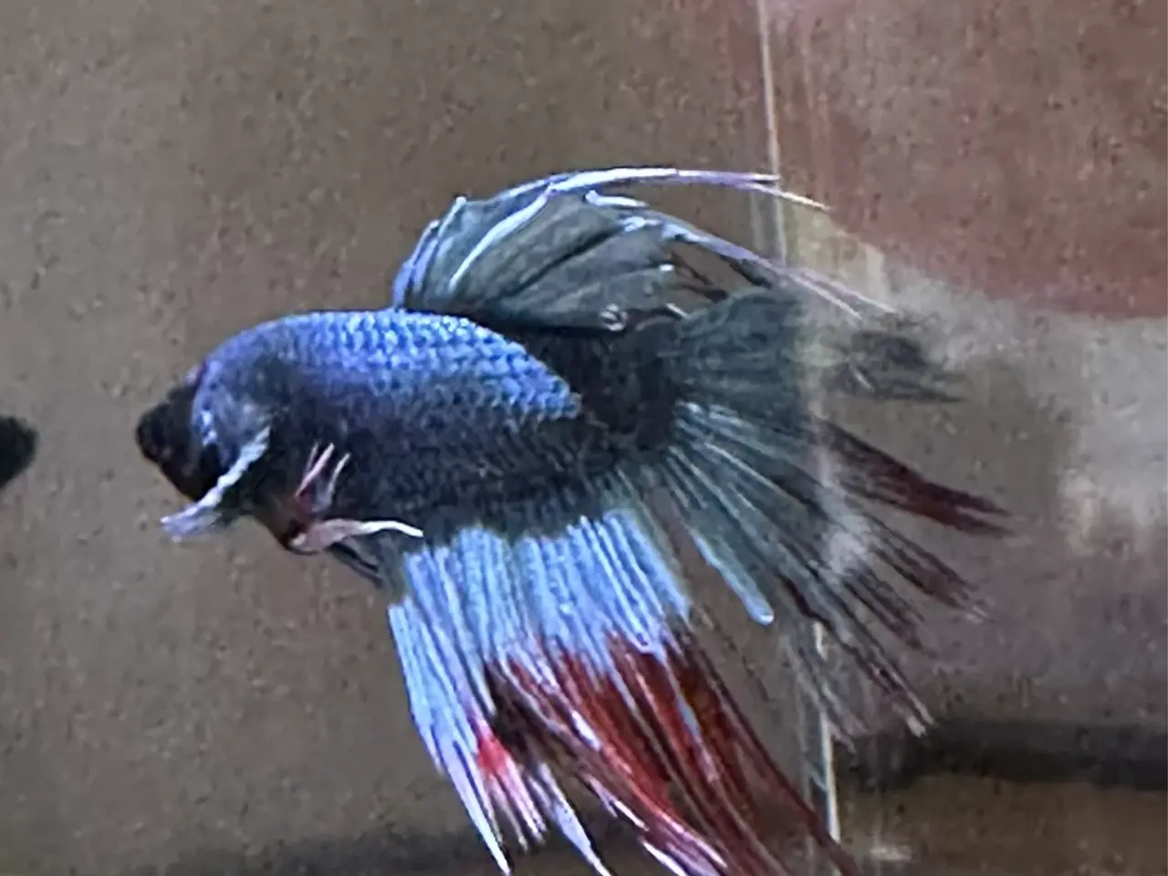 Billede 2 - Crowntail han