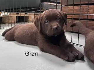 Labrador med DKK stambog 