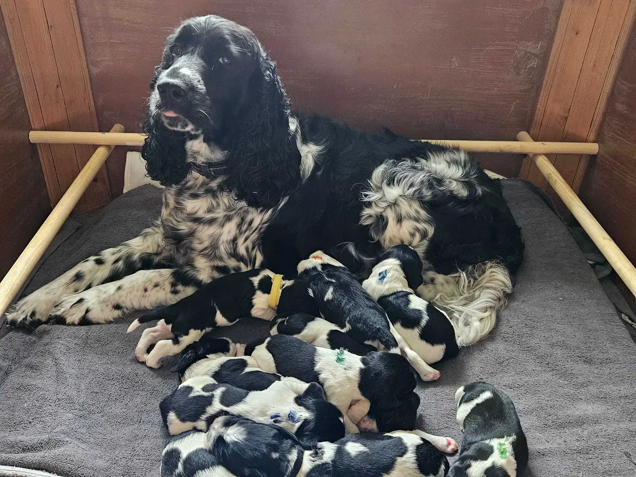 Billede 5 - Engelsk springer spaniel ikke ft