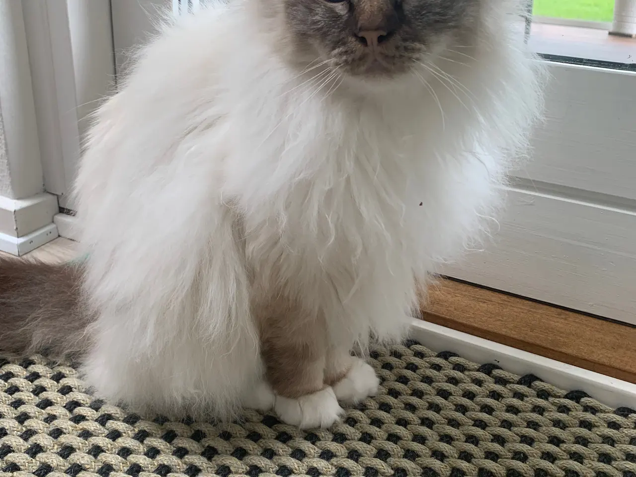 Billede 3 - To Hellig Birma katte