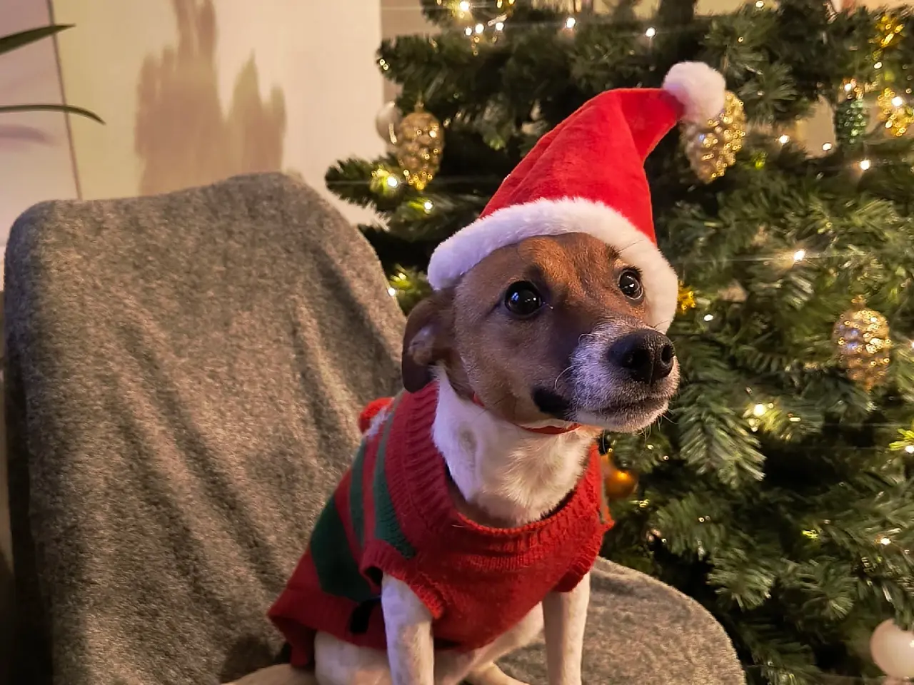 Billede 4 - Dansk svensk gårdhund