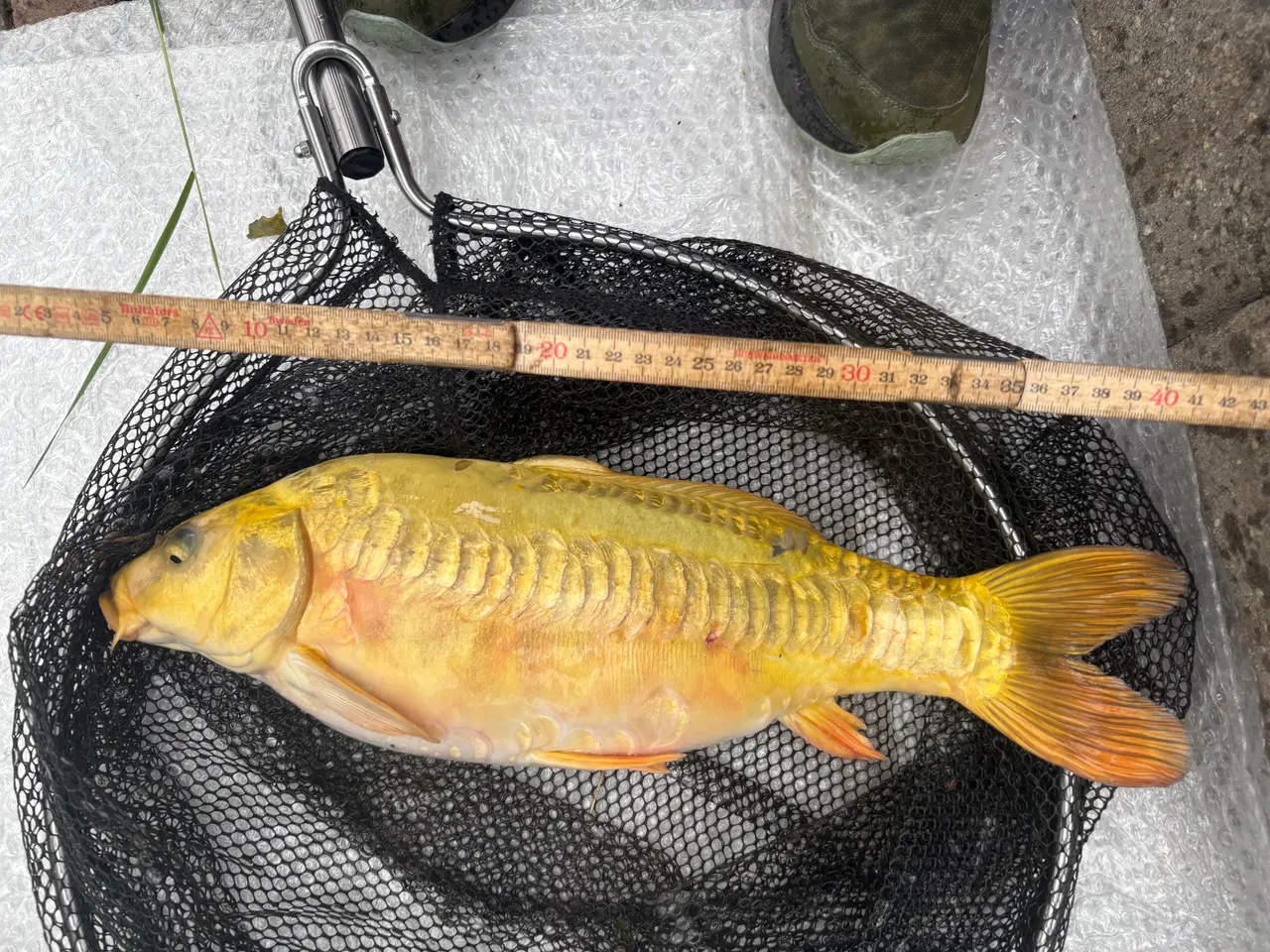 Billede 3 - Fisk / koi karpe