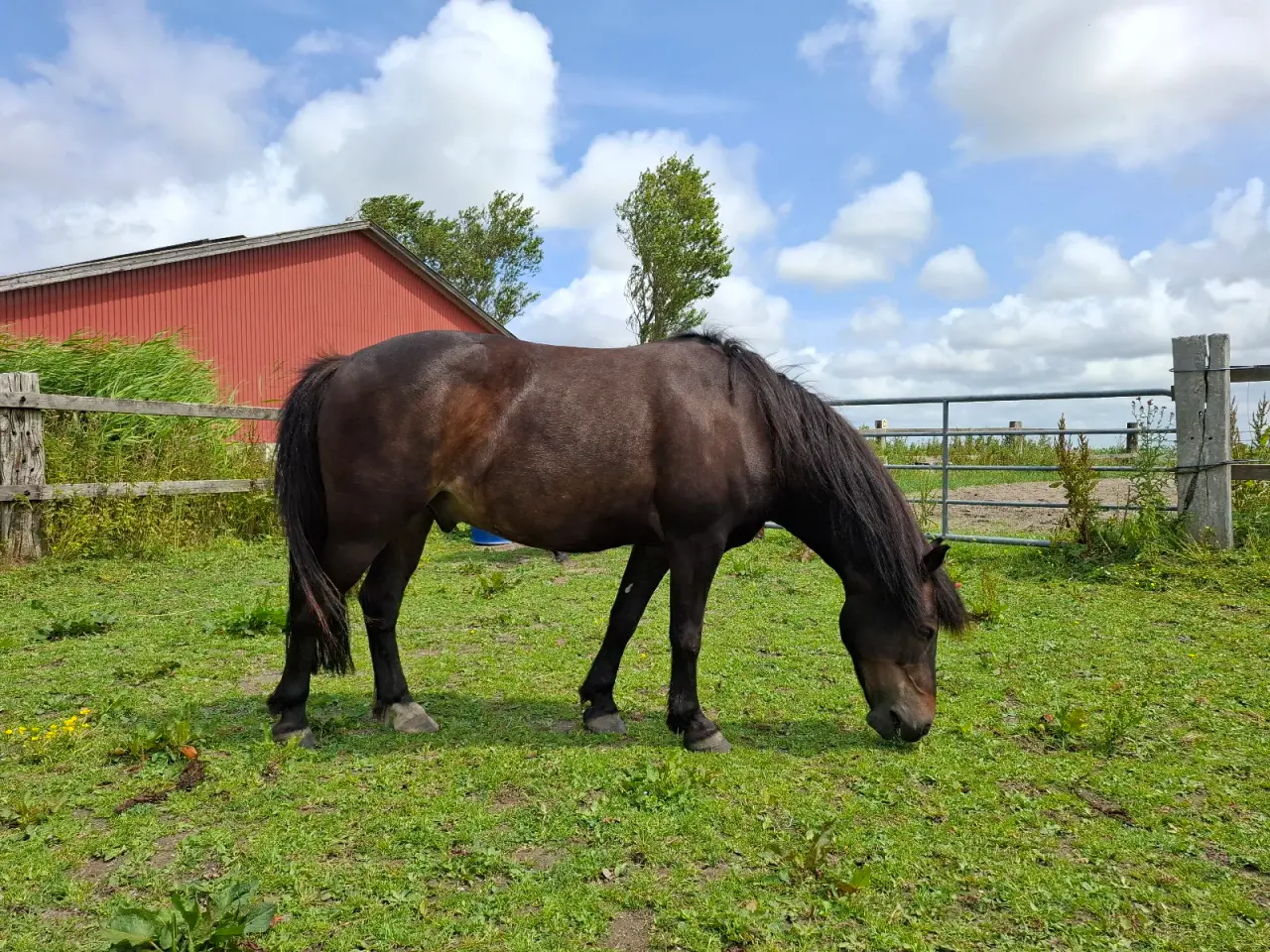 Billede 5 - Sød pony til den lille rytter