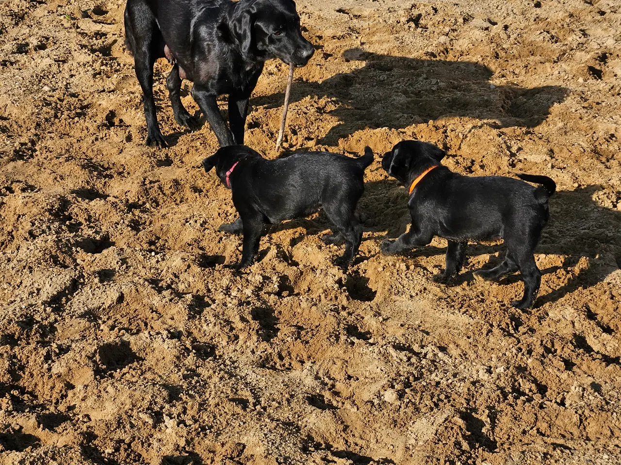 Billede 12 - F1 Labrador hvalpe