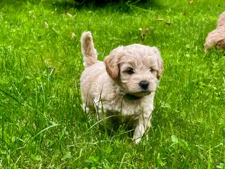 Maltipoo hvalpe