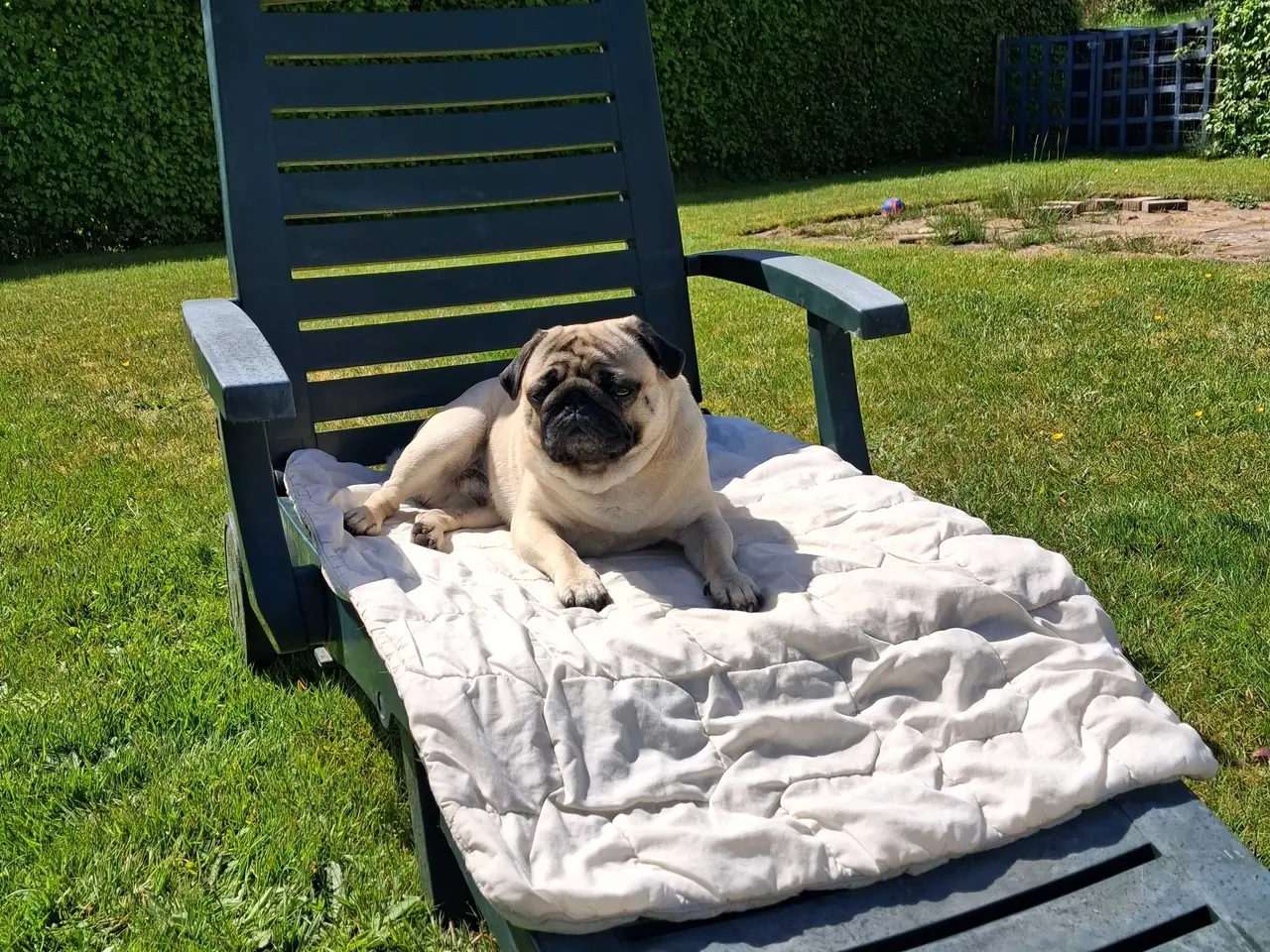 Billede 1 - Mops til parring  