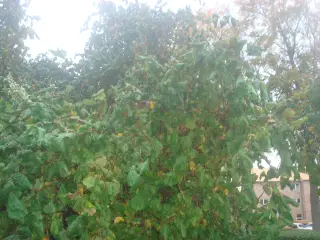 JUL/ HELE ÅR: Troldhasselgrene 60 cm til 2.2 meter