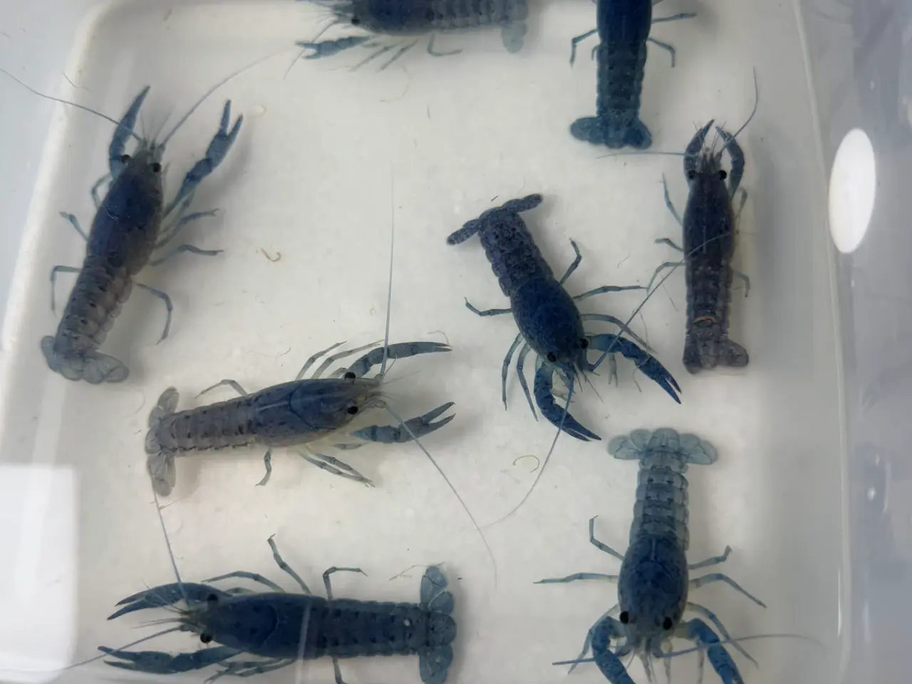 Billede 16 - đ±Wow FLOTTE BlĂ„ Florida Krebs Procambarus alleni