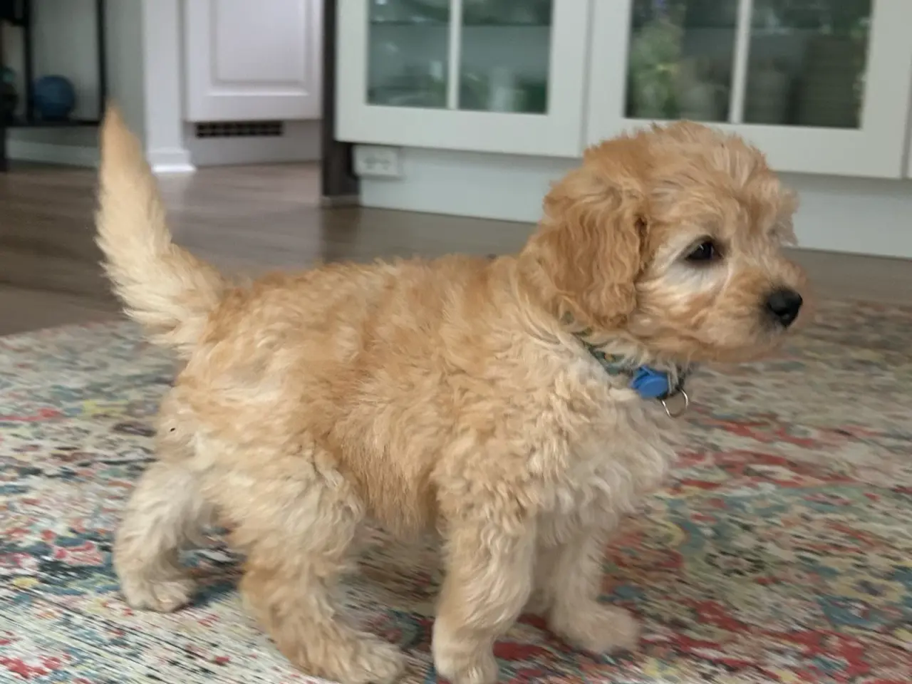 Billede 8 - Goldendoodle + Cavapoo