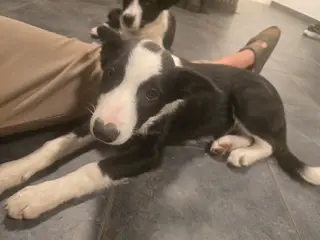 Fantastisk Border Collie hvalp (tæve, 13 uger)