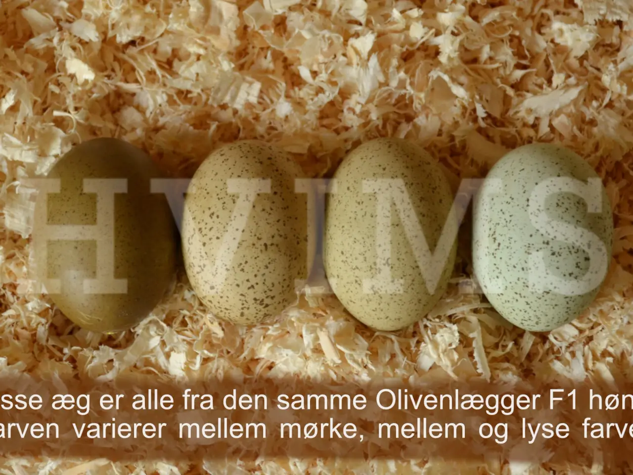 Billede 3 - Olivenlægger RUGEÆG fra flere generationer