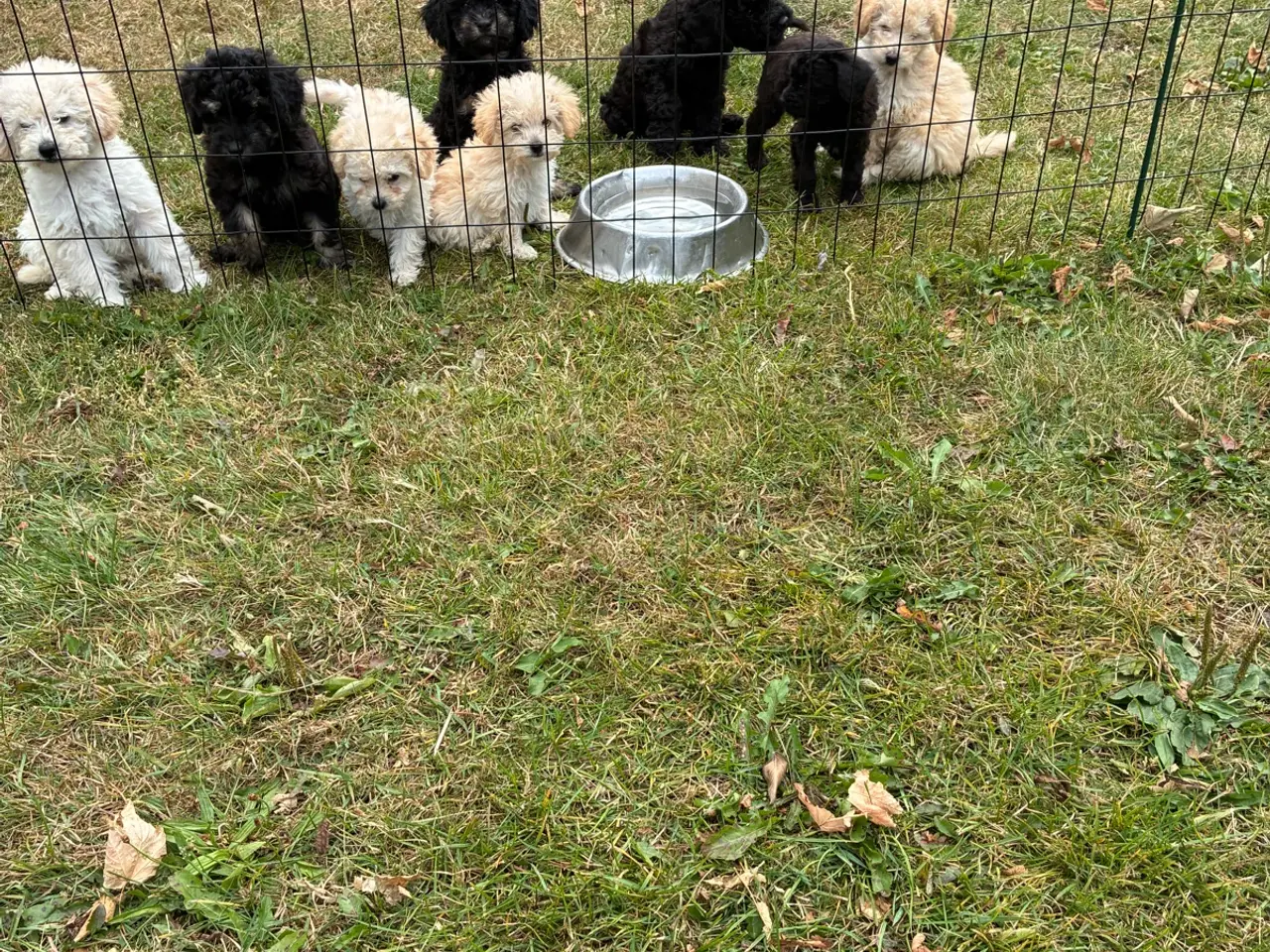 Billede 2 - Labradoodle hvalpe
