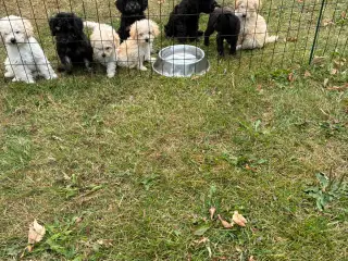 Labradoodle hvalpe - 2