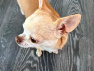 Smuk korthåret chihuahua tæve 